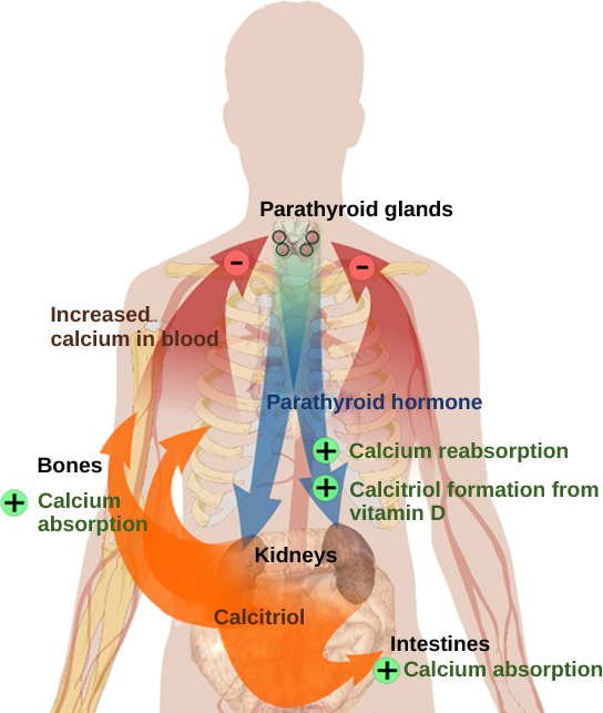 The parathyroid glands, which are located in the neck, release parathyroid hormone, or PTH. PTH causes the release of calcium from bone and triggers the reabsorption of calcium from the urine in the kidneys. PTH also triggers the formation of calcitriol from vitamin D. Calcitriol causes the intestines to absorb more calcium. The result is increased calcium in the blood.