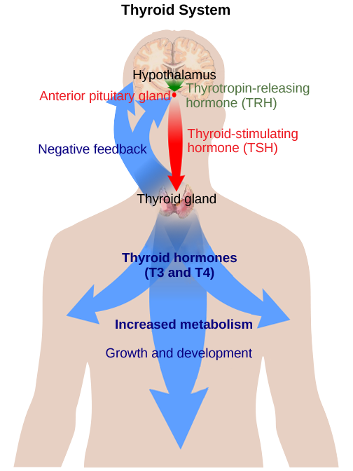 The hypothalamus secretes thyrotropin-releasing hormone, which causes the anterior pituitary gland to secrete thyroid-stimulating hormone. Thyroid-stimulating hormone causes the thyroid gland to secrete the thyroid hormones T3 and T4, which increase metabolism, resulting in growth and development. In a negative feedback loop, T3 and T4 inhibit hormone secretion by the hypothalamus and pituitary, terminating the signal.