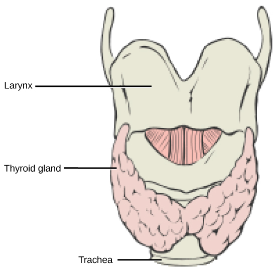 The thyroid is located in the neck beneath the larynx and in front of the trachea. It consists of right and left lobes and a narrow central region called the isthmus of thyroid. Above the isthmus of thyroid is the pyramidal lobe.