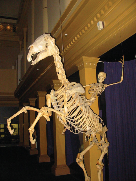 Photo shows a human skeleton riding a bucking horse skeleton.