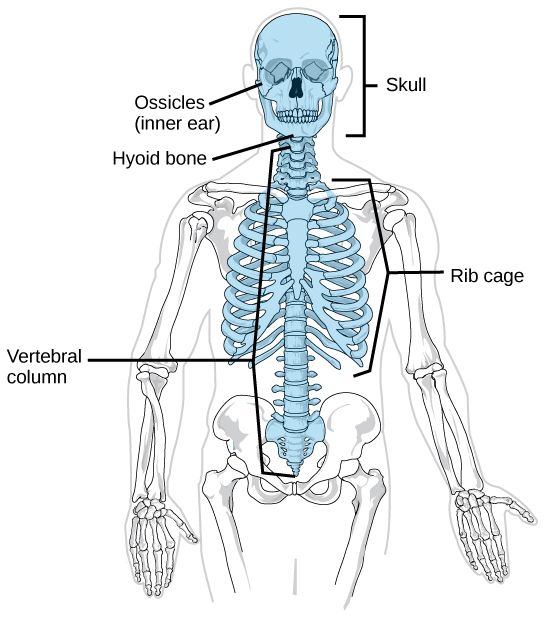 On a human skeleton, the parts of the axial skeleton are highlighted.