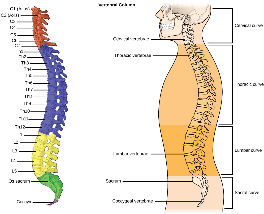 Illustration A shows all the vertebrae in a vertebral column. Illustration B shows that different sections of vertebrae curve in different directions. The cervical vertebrae in the neck curve toward the front of the body. The thoracic vertebrae, which extend from the neck to the bottom of the rib cage, curve toward the back of the body. The lumbar vertebrae, which extend to the bottom of the back, curve toward the front again. The sacrum and the coccygeal vertebrae make up the sacral curve that curves toward the back.
