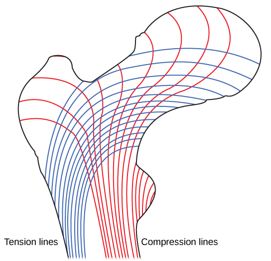 Illustration shows tension lines in a long bone, which start out perpendicular to the epiphysis and then turn and run along the length of the bone. Compression lines run the length of the bone opposite the side of the tension lines.