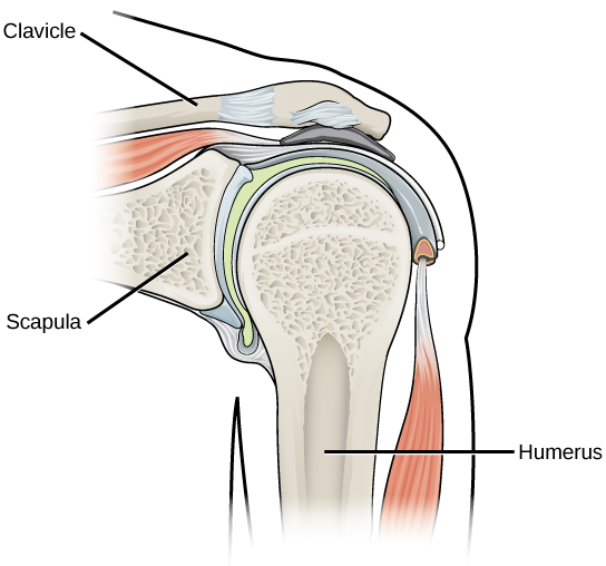 Illustration shows that the ball-shaped end of the humerus fits into the socket in the shoulder joint.