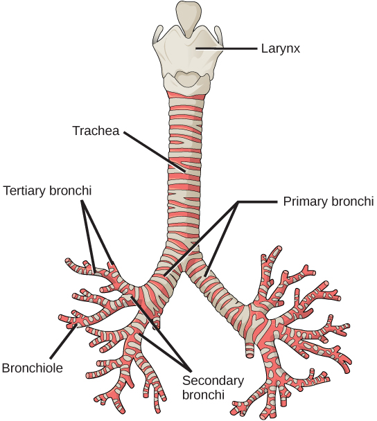 The illustration shows the trachea, or windpipe. The larynx is a wide collar at the top of the trachea. At the bottom, the trachea bifurcates into smaller tubes, called primary bronchi, which enter the right and left lungs. Inside the lungs, the bronchi branch into primary and secondary bronchi, then into bronchioles.