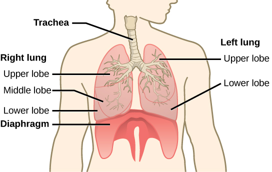 The illustration shows the trachea, which starts at the top of the neck and continues down into the chest, where it branches into the bronchi, which enter the lungs. The left lung has two lobes. The upper lobe is located in front of and above the lower lobe. The right lung has three lobes. The upper lobe is on the top, the lower lobe is on the bottom, and the middle lobe is sandwiched between them. The diaphragm presses against the bottom of the lungs and has the appearance of skin stretched over the top of a drum. Wide flaps of the diaphragm extend downward on the front left and right sides of the body. On the back, thin flaps of diaphragm stretch downward on either side of the spine.