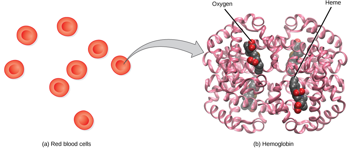 Part a shows disc-shaped red blood cells. An arrow points from a red blood cell to the hemoglobin in part b. Hemoglobin is made up of coiled helices. The left, right, bottom, and top parts of the molecule are symmetrical. Four small heme groups are associated with hemoglobin. Oxygen is bound to the heme.