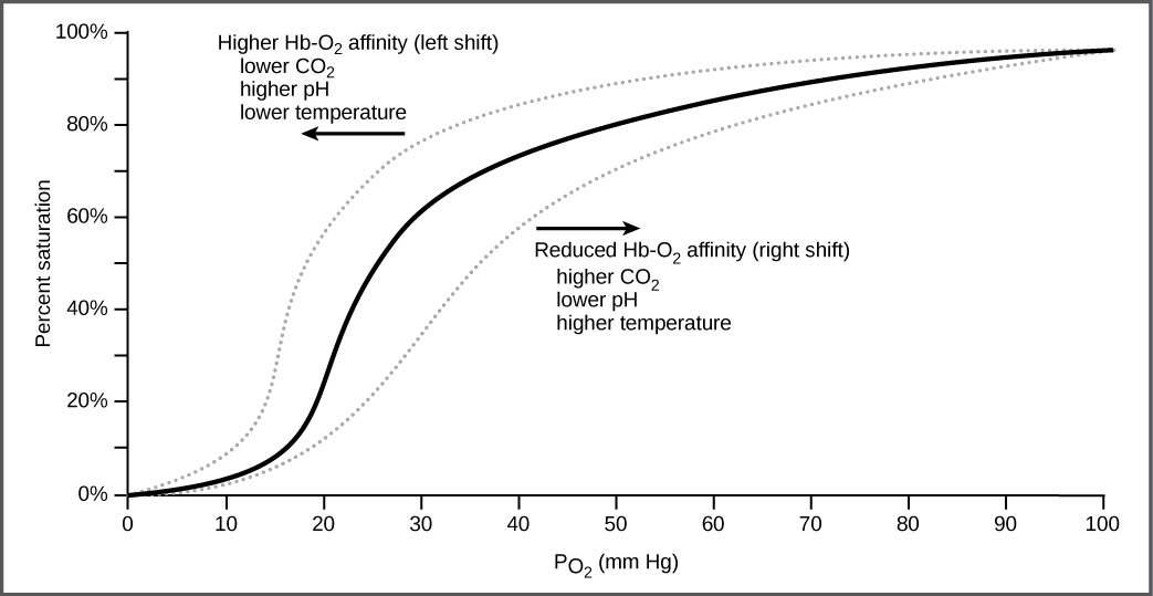 The graph plots percent oxygen saturation of hemoglobin as a function of oxygen partial pressure. Oxygen saturation increases in an S-shaped curve, from 0 to 100 percent. The curve shifts to the left under conditions of low carbon dioxide, high pH, and low temperature, and to the right in conditions of high carbon dioxide, low pH, or high temperature.
