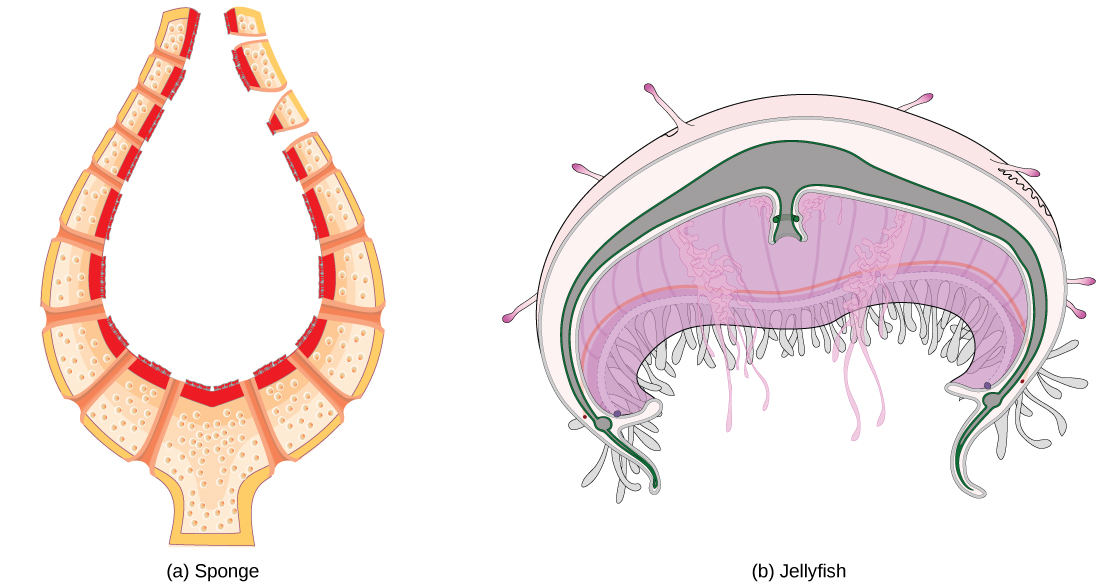 Illustration A shows a cross section of a sponge, which has a thin, vase-like body bathed both inside and out by fluid. Illustration B shows a bell-shaped jellyfish.