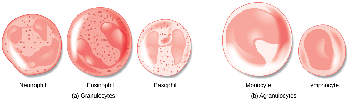 Illustration A shows the granulocytes, which include neutrophils, eosinophils, and basophils. The three cell types are similar in size, with lobed nuclei and granules in the cytoplasm. Illustration B shows agranulocytes, including lymphocytes and monocytes. The monocyte is somewhat larger than the lymphocyte and has a U-shaped nucleus. The lymphocyte has an oblong nucleus.