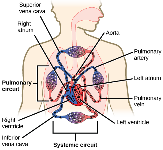 Illustration shows blood circulation through the mammalian systemic and pulmonary circuits. Blood enters the left atrium, the upper left chamber of the heart, through veins of the systemic circuit. The major vein that feeds the heart from the upper body is the superior vena cava, and the major vein that feeds the heart from the lower body is the inferior vena cava. From the left atrium blood travels down to the left ventricle, then up to the pulmonary artery. From the pulmonary artery blood enters capillaries of the lung. Blood is then collected by the pulmonary vein, and re-enters the heart through the upper left chamber of the heart, the left atrium. Blood travels down to the left ventricle, then re-enters the systemic circuit through the aorta, which exits through the top of the heart. Blood enters tissues of the body through capillaries of the systemic circuit.
