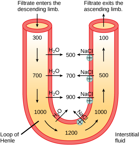 A U-shaped tube represents the loop of Henle. Filtrate enters the descending limb, and exits the ascending limb. The descending limb is water-permeable, and water travels from the limb to the interstitial space. As a consequence, the osmolality of the filtrate inside the limb increases from 300 milliosmoles per liter at the top to 1200 milliosmoles per liter at the bottom. The ascending limb is permeable to sodium and chloride ions. Because the osmolality inside bottom part of the limb is higher than the interstitial fluid, these ions diffuse out of the ascending limb. Higher up, sodium is actively transported out of the limb, and chloride follows.