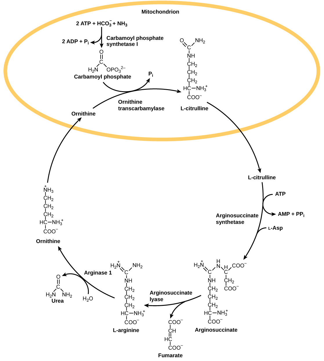  The urea cycle begins in the mitochondrion, where bicarbonate (HCO3) is combined with ammonia (NH3) to make carbamoyl phosphate. Two ATP are used in the process. Ornithine transcarbamylase adds the carbamoyl phosphate to a five-carbon amino acid called ornithine to make L-citrulline. L-citrulline leaves the mitochondrion, and an enzyme called arginosuccinate synthetase adds a four-carbon amino acid called L-aspartate to it to make arginosuccinate. In the process, one ATP is converted to AMP and PPi. Arginosuccinate lyase removes a four-carbon fumarate molecule from the arginosuccinate, forming the six-carbon amino acid L-arginine. Arginase-1 removes a urea molecule from the L-arginine, forming ornithine in the process. Urea has a single carbon double-bonded to an oxygen and single-bonded to two ammonia groups. Ornithine enters the mitochondrion, completing the cycle.