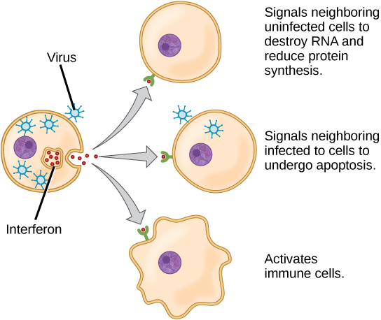 Illustration shows a virus-infected cell secreting interferon, which binds to receptors of neighboring cells. Interferon signals neighboring uninfected cells to destroy RNA and reduce protein synthesis, thus making it more difficult for virus to infect the cell. It signals neighboring infected cells to undergo apoptosis. It also activates nearby immune cells.