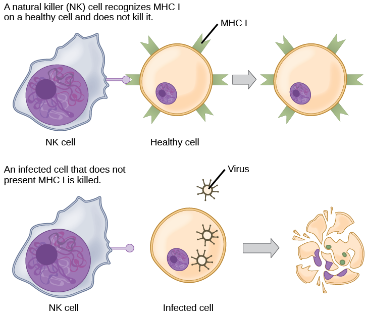 Healthy, uninfected cells present MHC I on their surface. A natural killer cell recognizes the MHC I and does not kill the cell. An infected cell that does not produce MHC I is killed.