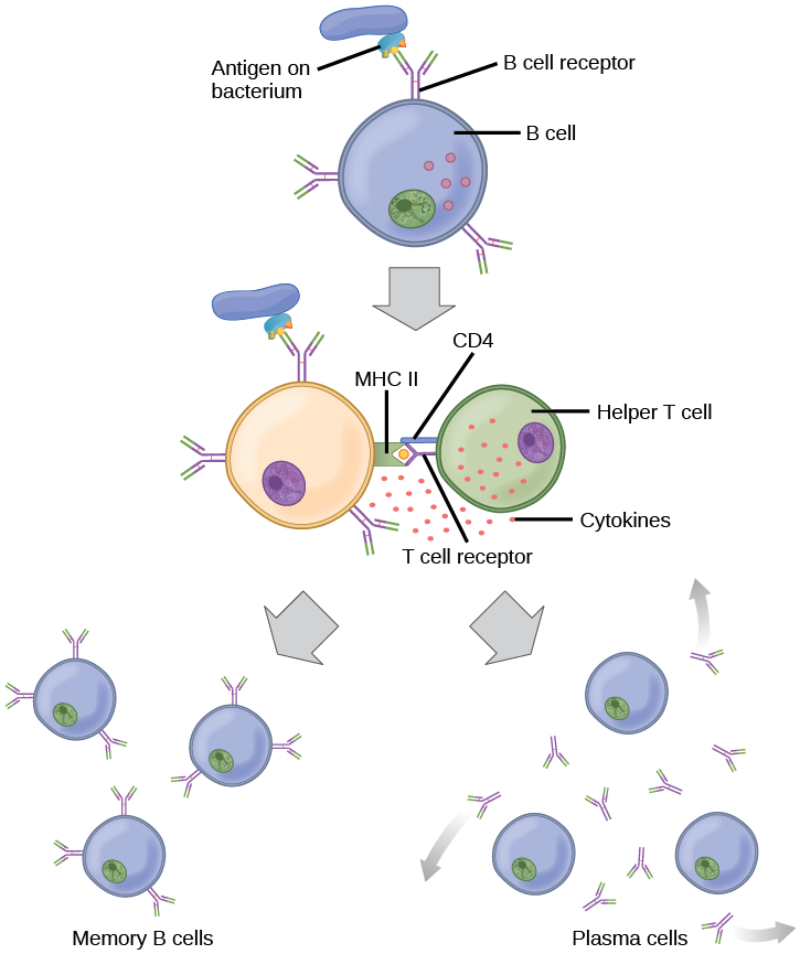 Illustration shows activation of a B cell. An antigen on the surface of a bacterium binds the B cell receptor. The antigen engulfs the antigen, and presents an epitope on its surface in conjunction with a MHC II receptor. A T cell receptor and CD4 molecule on the surface of a helper T cell recognize the epitope–MHC II complex and activate the B cell. The B cell divides and turns into memory B cells and plasma cells. Memory B cells present antigen on their surface. Plasma B cells excrete antigen.