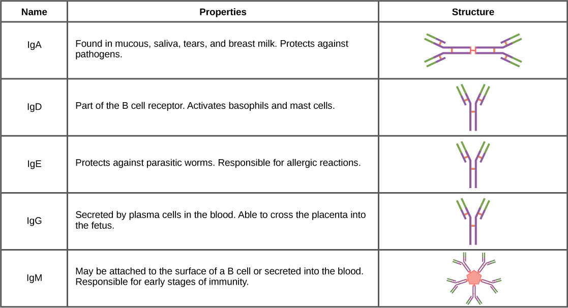 Table shows the structure and function of the five types of immunoglobulins: IgA, IgD, IgE, IgG and IgM. IgD, IgA and IgG all have a Y-shaped structure. IgD is part of the B cell receptor, and activates basophils and mast cells. IgE protects against parasitic worms, and is responsible for allergic reactions. IgG is secreted by plasma cells in the blood, and is able to cross the placenta into the fetus. IgA consist of two Y-shaped structures connected at their trunk. It is found in mucous, saliva, tears and breast milk, and protects against pathogens. IgM consists of five Y-shaped structures connected to a pentagram, with the top of the Ys facing out. It may be attached to the surface of B cells or secreted in the blood, and is responsible for the early stages of immunity.