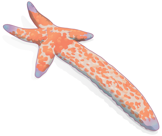 Illustration shows a sea star with one long arm and four very short arms.