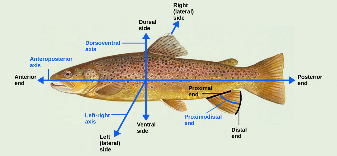 Illustration shows a fish dissected by lines into anterior (front) and posterior (rear) ends and dorsal (top) and ventral (bottom) surfaces.