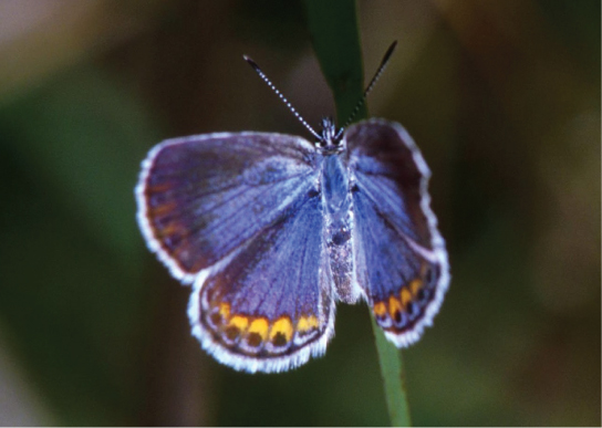 Photo depicts a Karner blue butterfly, which has light blue wings with gold ovals and black dots around the edges.
