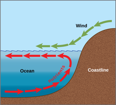  Arrows in the illustration indicate that the prevailing wind direction is from the coastline toward the open ocean. The wind pushes the surface water away from shore, inducing a current in this direction. A counter-current flows from the depths toward shore, where it meets the surface current. The counter-current brings nutrients from the depths up toward the surface near the shoreline.