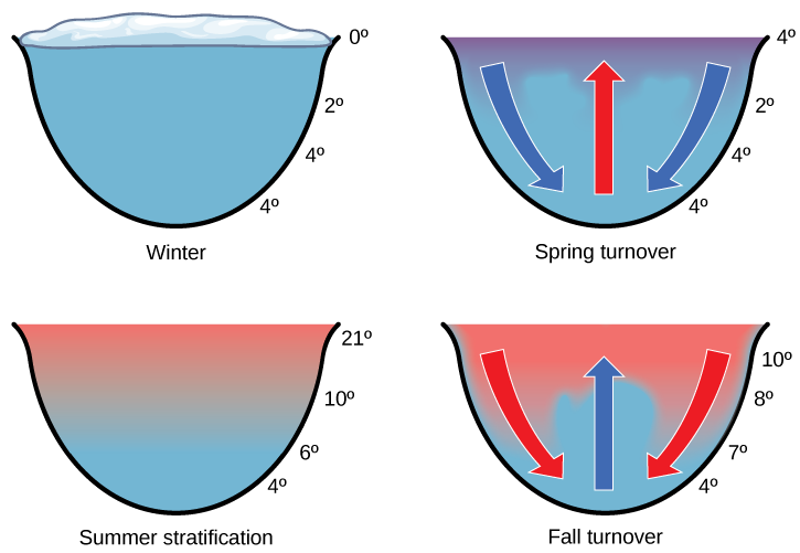  The illustration shows a cross-section of a lake in four different seasons. In winter, the surface of the lake is frozen with a temperature of 0°C. The temperature at the bottom of the lake is 4°C, and the temperature just beneath the surface is 2°C. During the spring turnover, the surface ice melts and warms to 4°C. At this temperature, the surface water is denser than the 2°C water beneath; therefore, it sinks. In summertime, the surface of the lake is 21°C, and the temperature decreases with depth, to 4°C at the bottom. During the fall turnover, the warm surface water cools to about 10°C; thus, it becomes denser and sinks.
