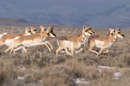 Photo (b) shows pronghorn antelope running on a plain.