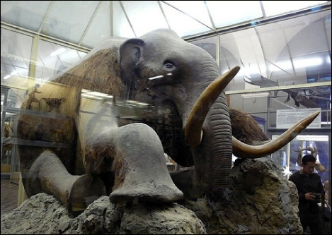 Photo (b) shows a stuffed mammoth sitting in a museum display case.