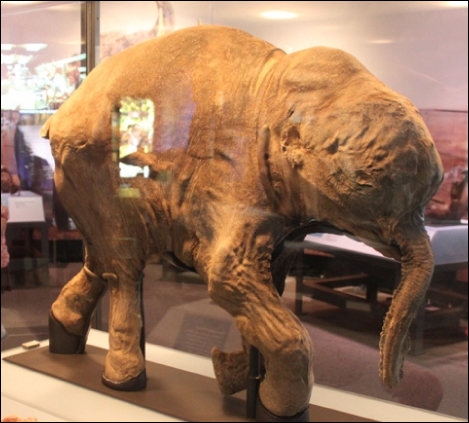 Photo (c) shows a mummified baby mammoth, also in a display case.