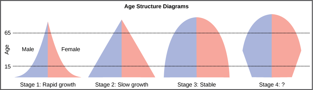 For the four different age structure diagrams shown, the base represents birth and the apex occurs around age 70. The age structure diagram for stage 1, rapid growth, is shaped like a deflated triangle that starts out wide at the base and rapidly decreases to a narrow apex, indicating that the number of individuals decreases rapidly with age. The age structure diagram for stage 2, slow growth, is triangular in shape, indicating that the number of individuals decreases steadily with age. The age structure diagram for stage 3, stable growth, is rounded at the top, indicating that the number of individuals per age group decreases gradually at first, then increases for the older portion of the population. The final age structure diagram, stage 4, widens from the base to middle age, and then narrows to a rounded top. The population type indicated by this diagram is not given, as this is part of the art connection question.