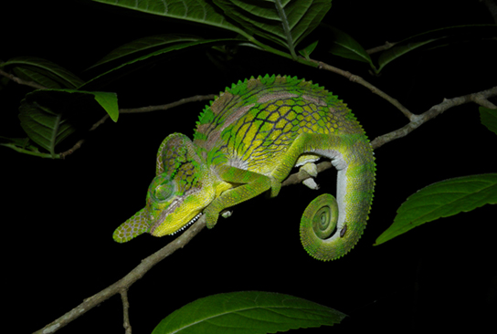 Photo (b) shows a green chameleon that resembles a leaf.