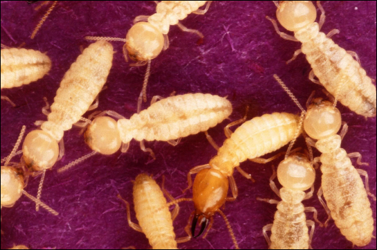 Photo (a) shows yellow termites and photo.