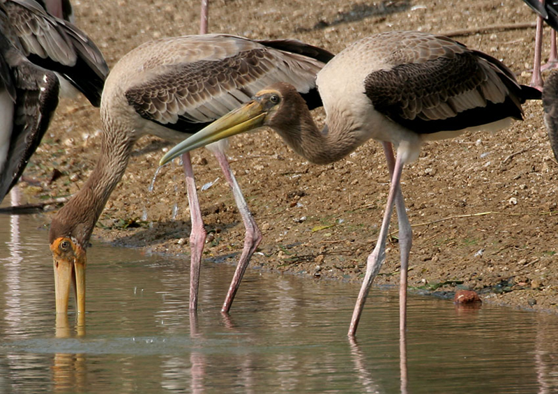 Photo shows long-legged storks standing in water.
