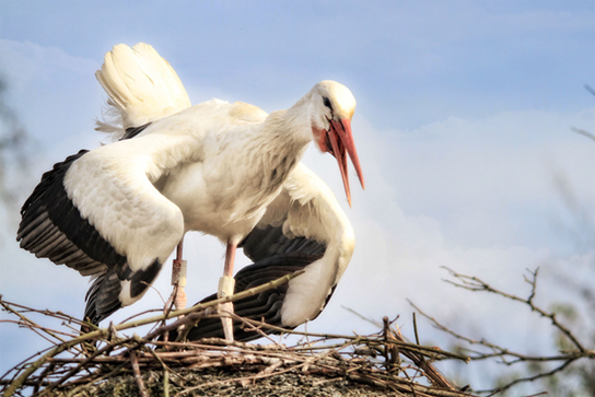 Photo shows a stork sitting on a nest, flapping its wings.