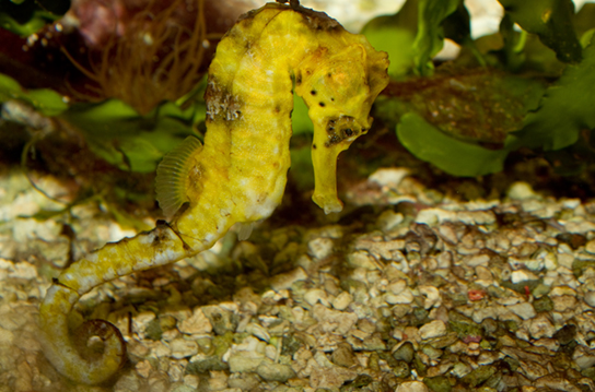 Photo (a) shows a yellow sea horse.