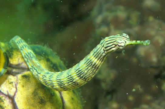 (b) shows a pipefish, which is green and tubular with a long snout.