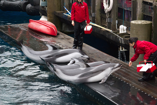 Photo shows dolphins lying on the edge of their tank, being fed fish by their trainers.