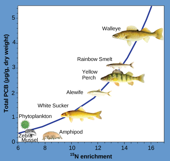  The illustration is a graph that plots total PCBs in micrograms per gram of dry weight versus nitrogen-15 enrichment, shows that PCBs become increasingly concentrated at higher trophic levels. The slope of the graph becomes increasingly steep from phytoplankton (the primary consumer) to walleye (the tertiary consumer).