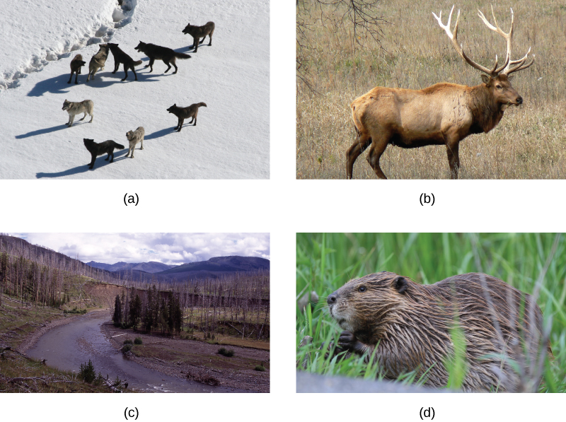 [alt] Photo A shows a pack of wolves walking on snow. Photo B shows a river running through a meadow with a few copses of trees, some living and some dead. Photo C shows and elk, and photo d shows a beaver.